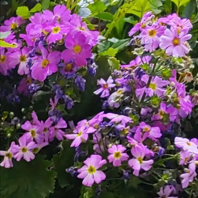 宮滝桜