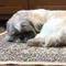いっと