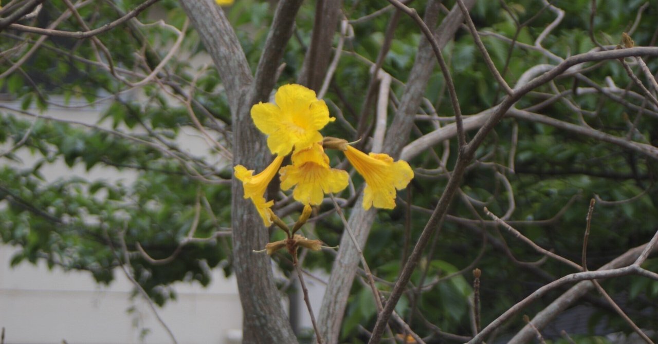 コガネノウゼン｜あおはくたき 黄色の花が美しい イペー 651 樹高2.2m