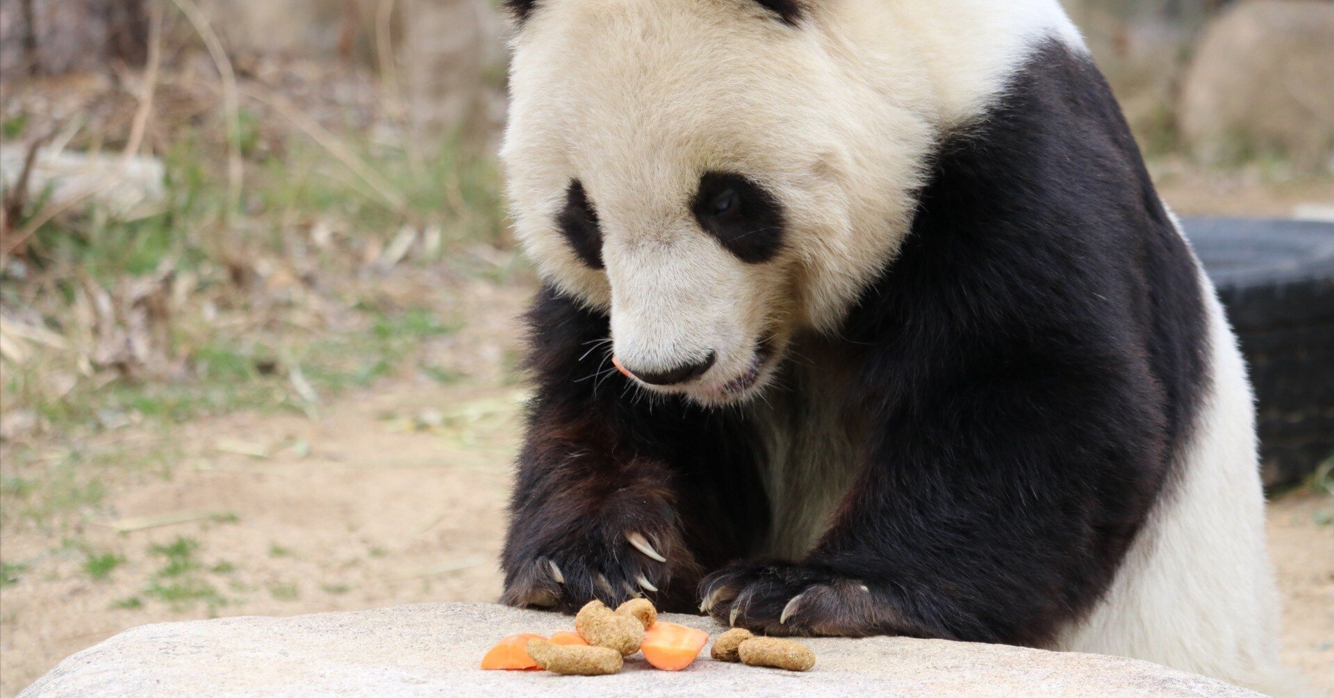 水曜と言えば、「水曜日のお嬢様」｜二木繁美／パンダライター