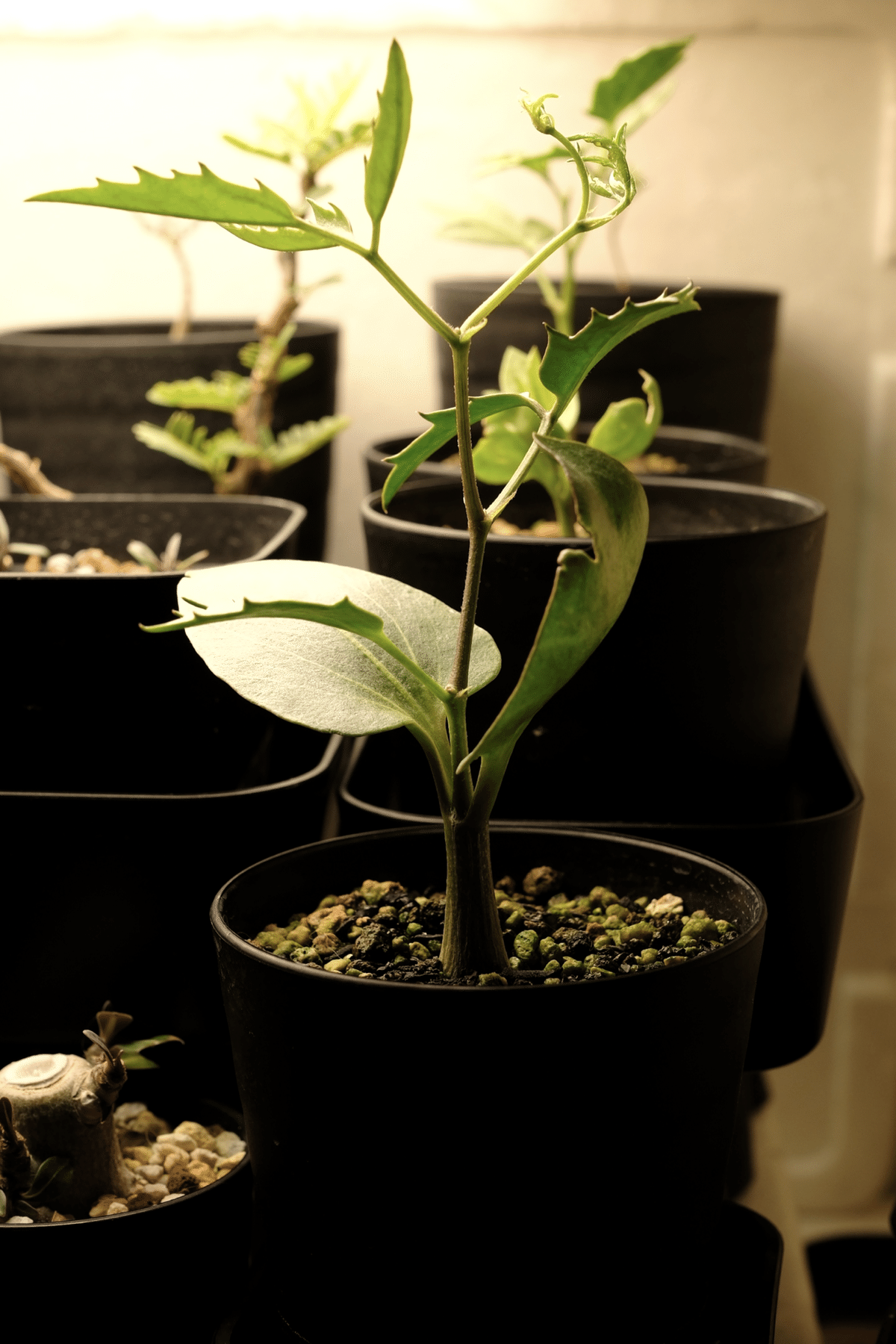 播種記録】キフォステンマモンタグナッキー，マクロプス