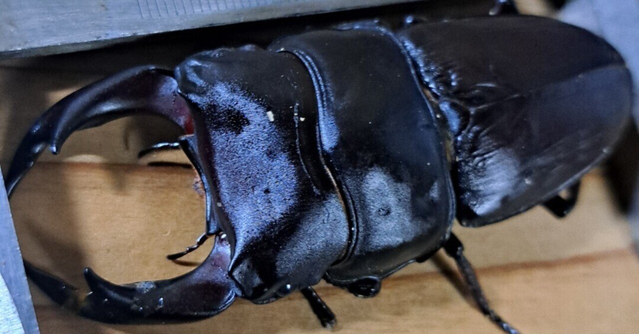 出ました！川西産オオクワガタ81UP！ やったー！O(≧∇≦)O イエイ