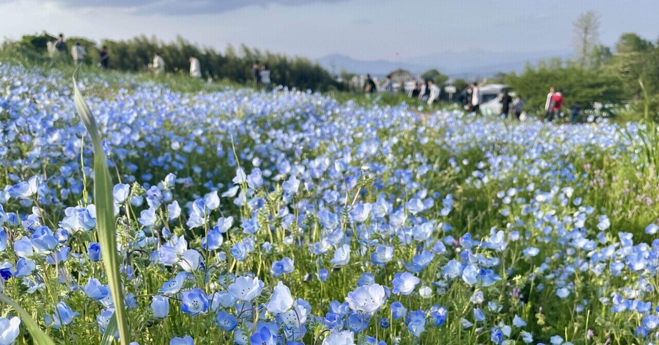 題「花咲く丘」（不思議な花倶楽部）　 押し花　山と花畑の風景 題「花咲く丘」（不思議な花倶楽部） 押し花 山と花畑の風景