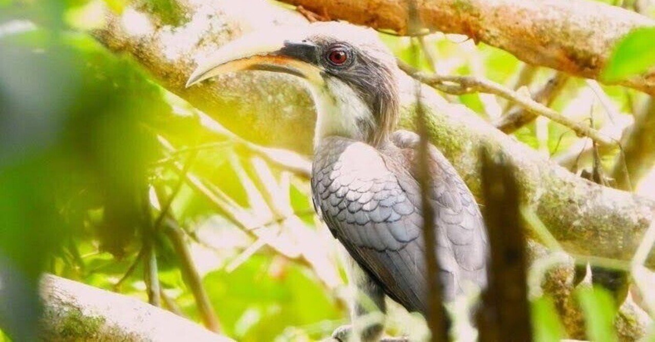 スリランカ探鳥記05 スリランカコサイチョウ｜一羽一会(いちわいちえ