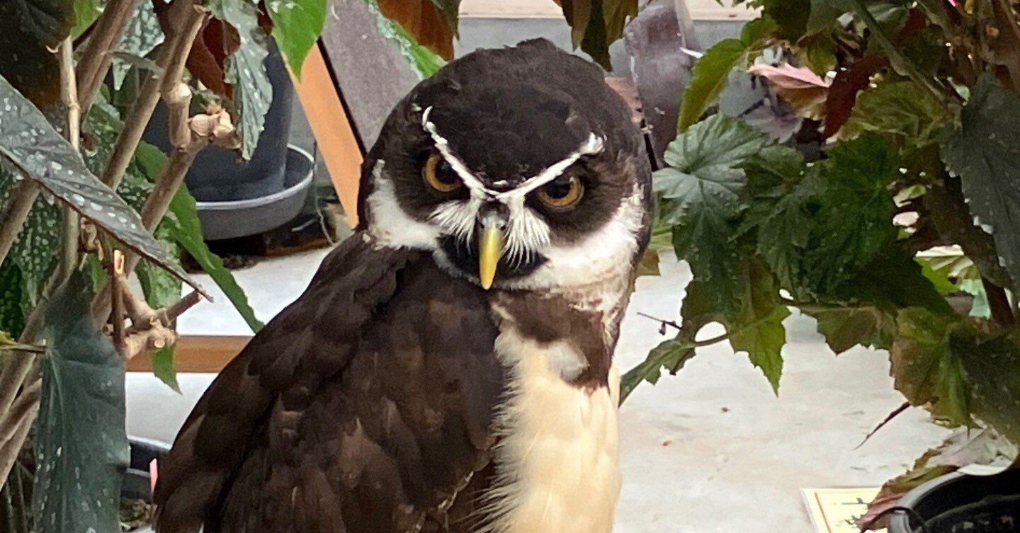 島根旅行】④松江フォーゲルパーク｜ずび