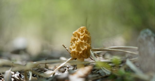飛んでいるチョウの見分け方，教えます 〜②黄色のチョウ
