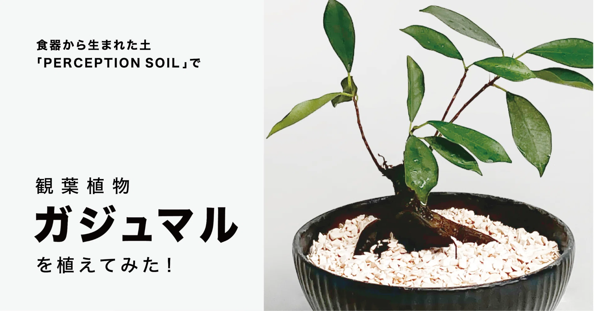 多幸の木・ガジュマル🌲（観葉植物）を「食器からできた土」に植えて