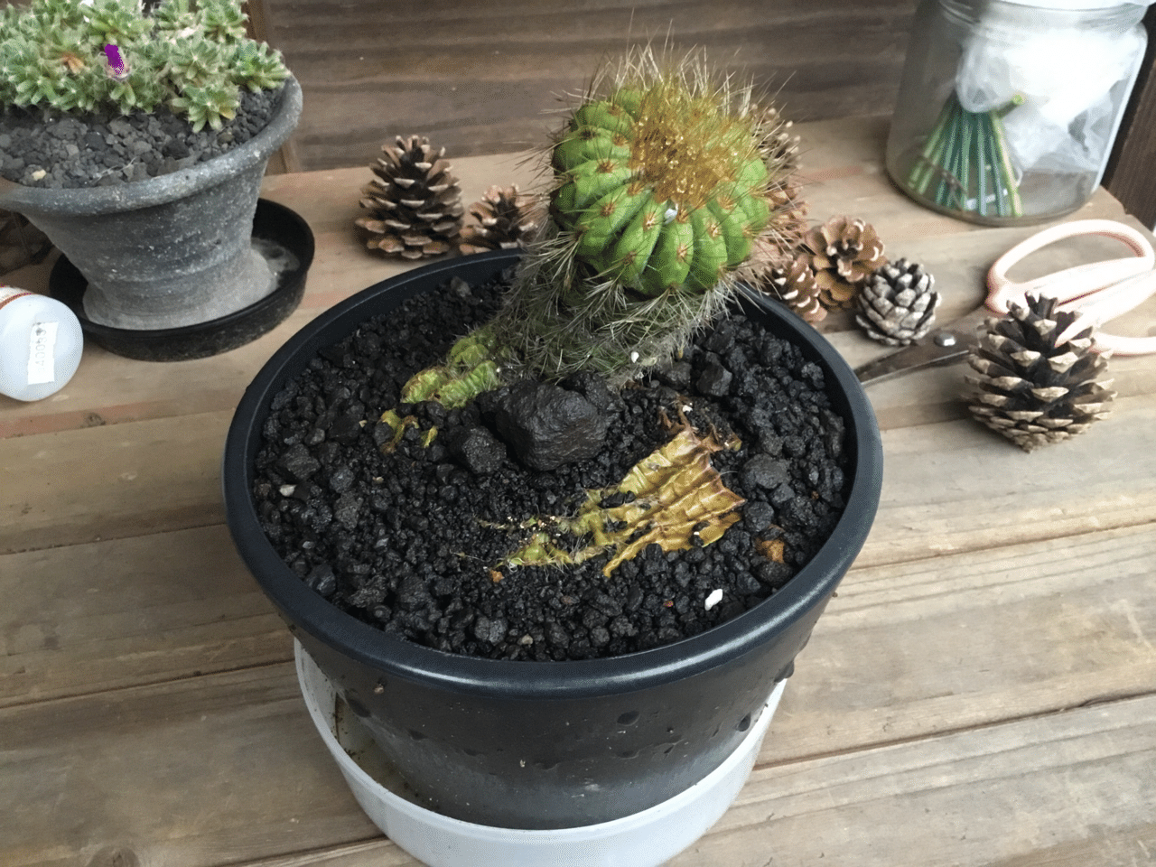 この前もらった謎サボテンの取れたやつ。 ちょい長めだったので、試し