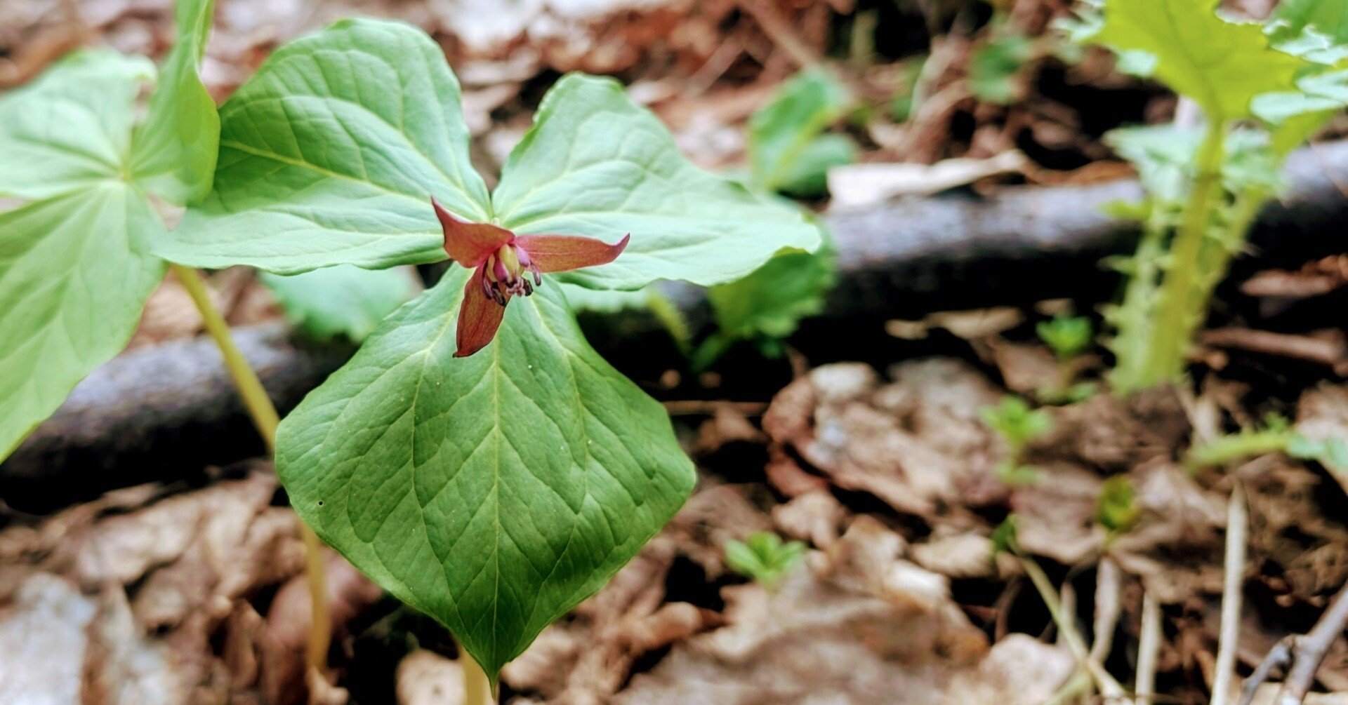 新・原色図譜エンレイソウ属植物 北海道大学出版会『新・原色図譜 エンレイソウ属植物』