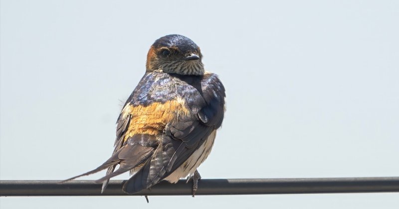 1日1コビト紹介 ：チョウジゴク｜こびとづかん公式note