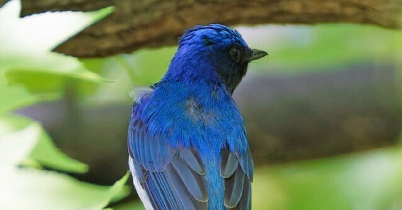 公園でオオルリに出会う｜神戸の野鳥note@きたの みつよし