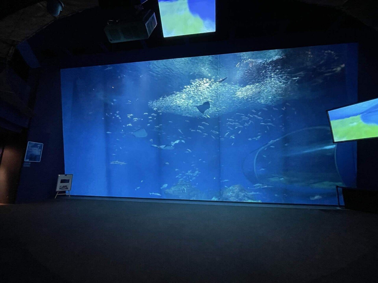 茨城旅 サメの卵とネモフィラ｜さめぽん