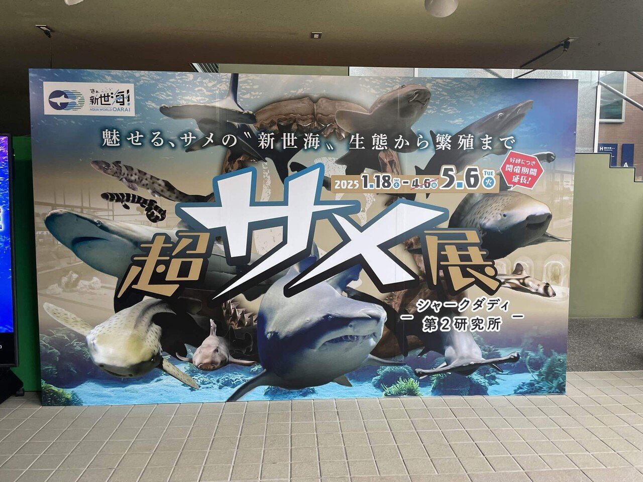 茨城旅 サメの卵とネモフィラ｜さめぽん