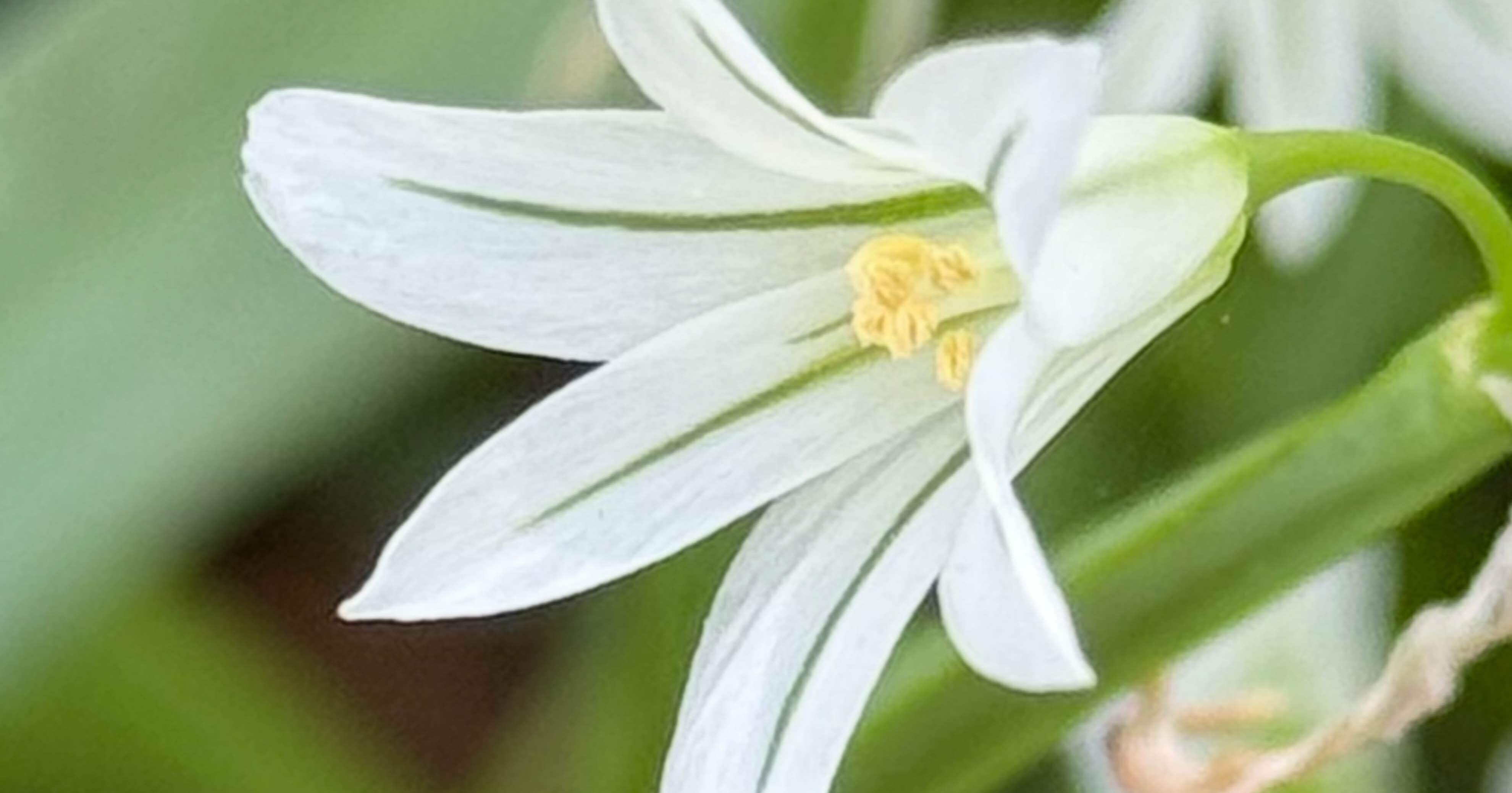ミツカドネギ 三角茎の美しき食用植物｜EGGSEED