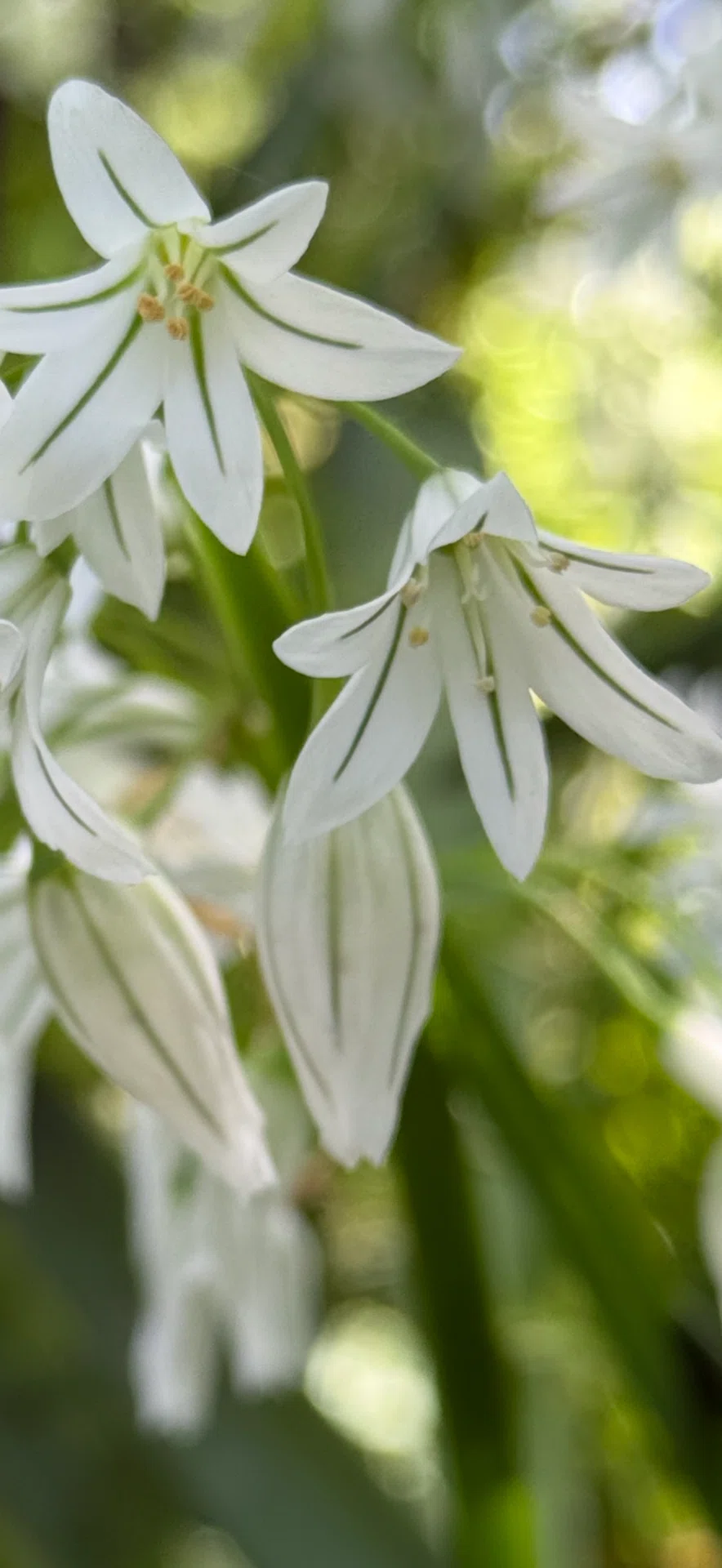 ミツカドネギ 三角茎の美しき食用植物｜EGGSEED