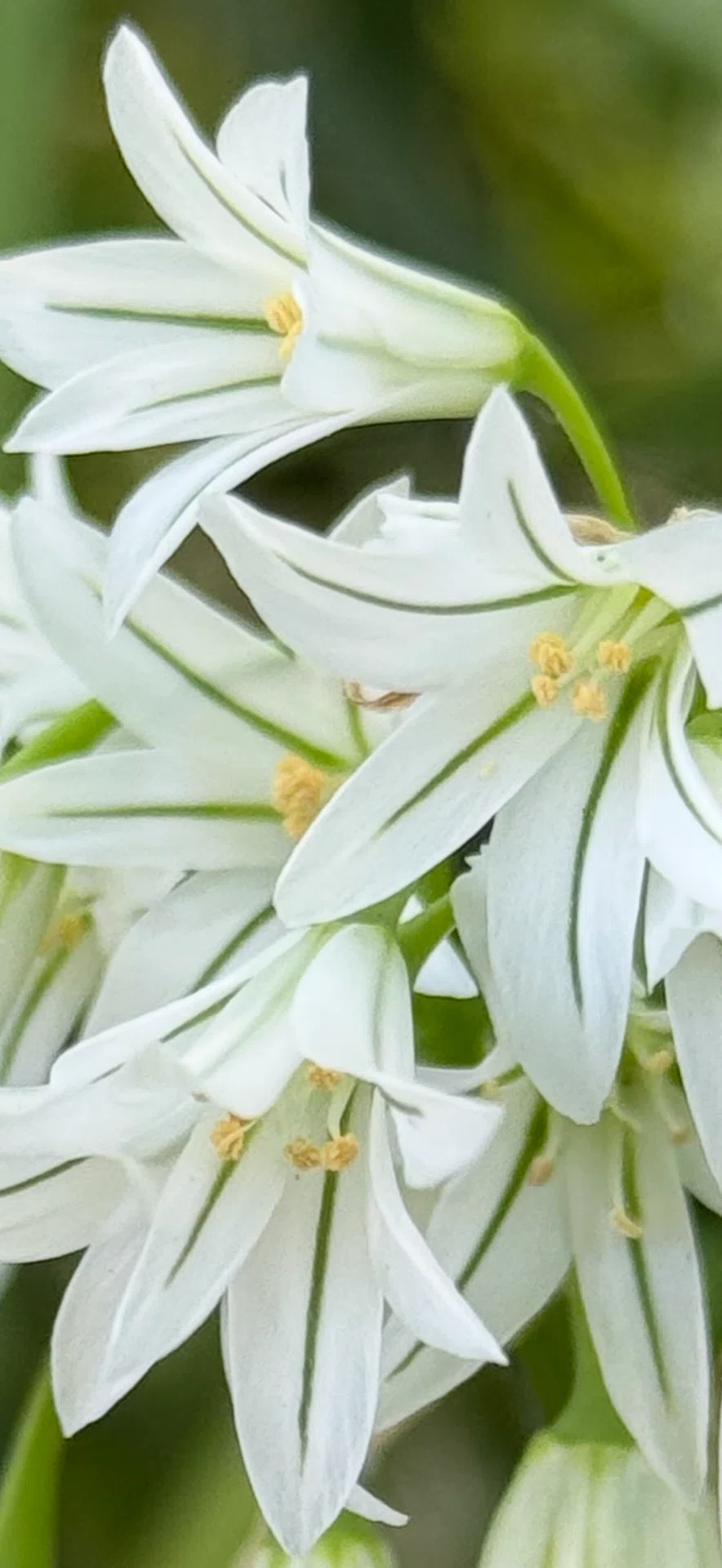 ミツカドネギ 三角茎の美しき食用植物｜EGGSEED