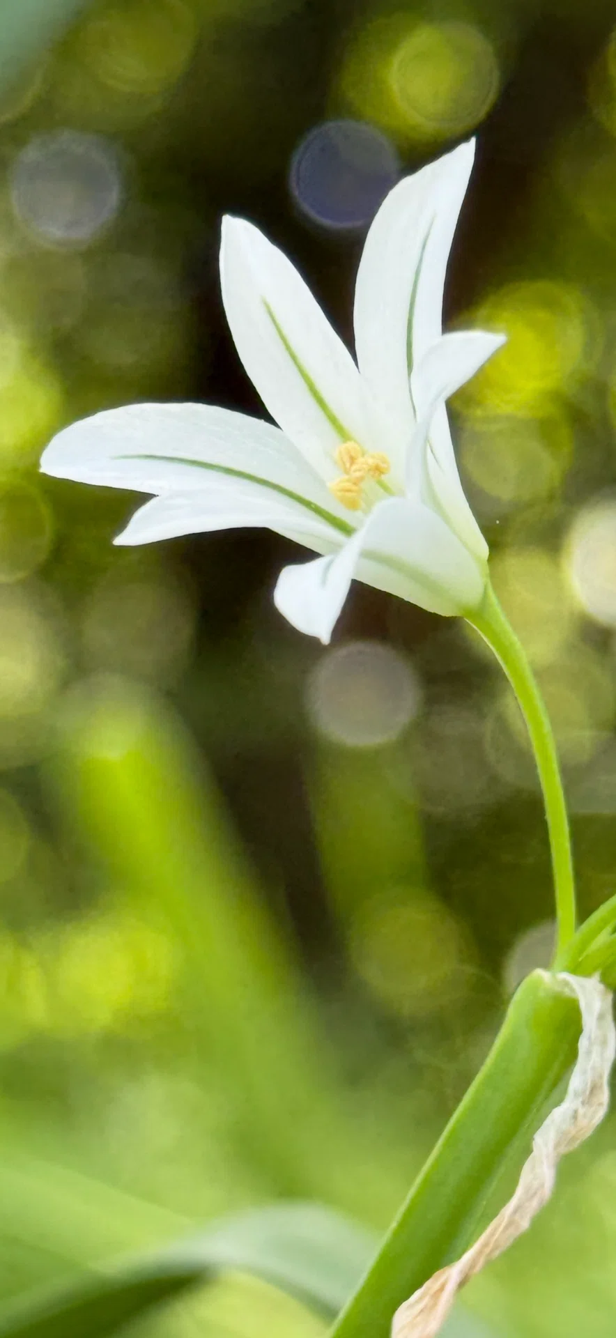 ミツカドネギ 三角茎の美しき食用植物｜EGGSEED