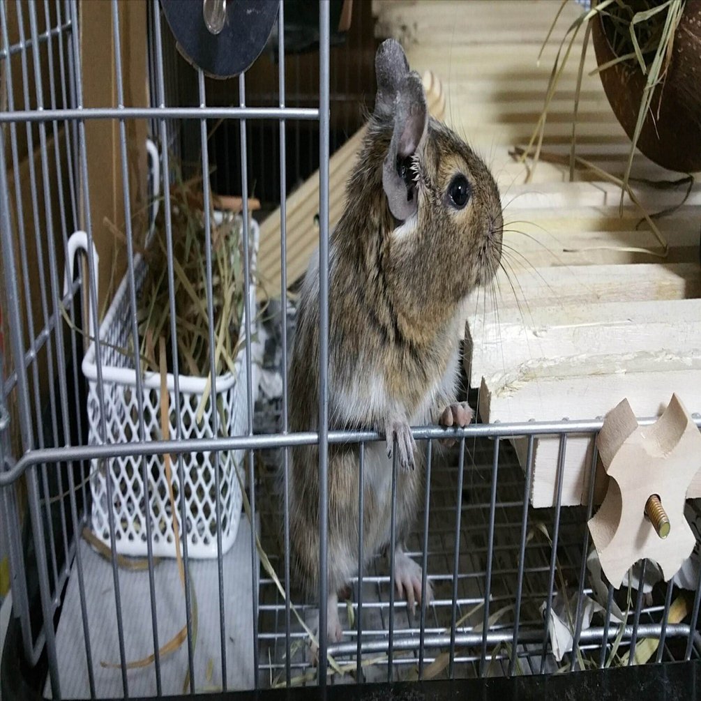 デグー初心者｜飼うために必要なアイテム【全部まとめました】─2025