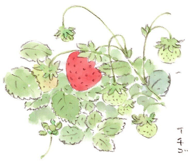 4月にスケッチしたイチゴの花、無事に赤く色づきました。素人のなん