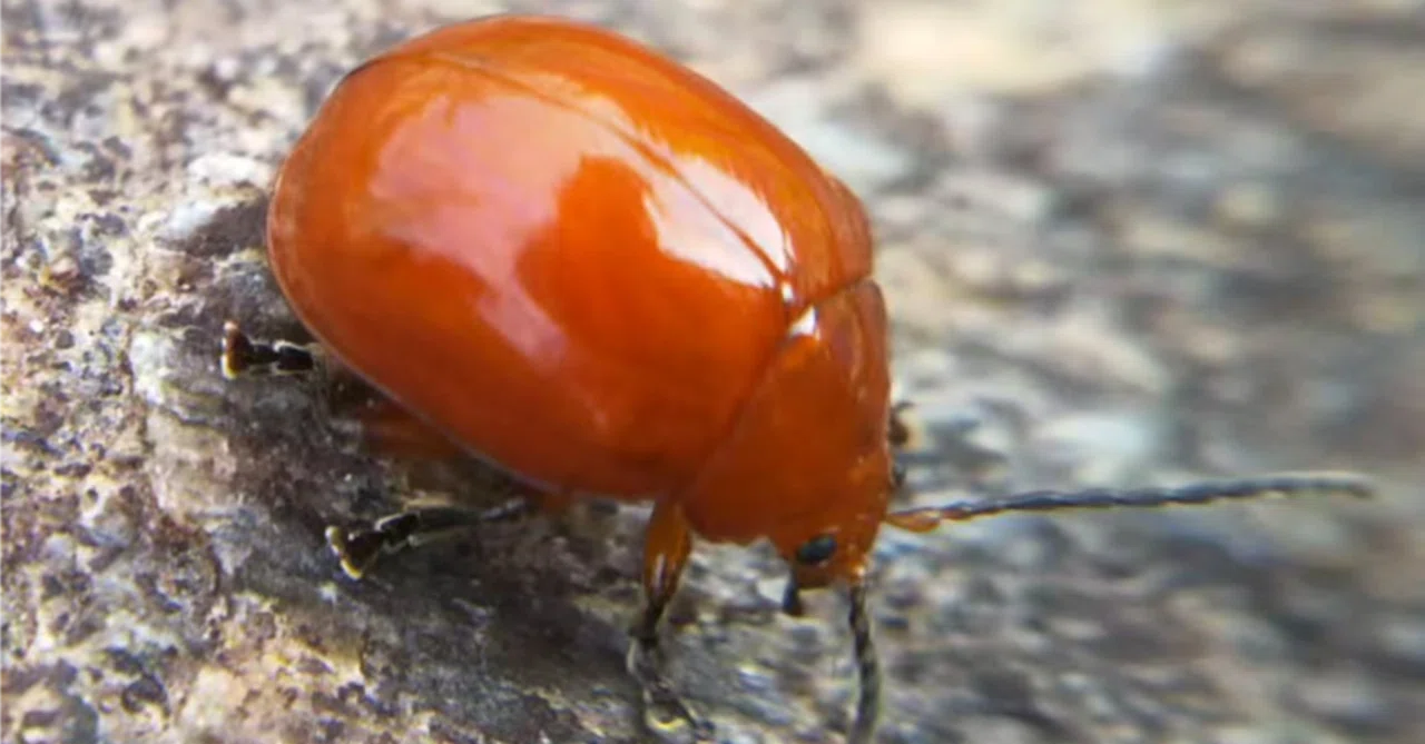 ハムシに擬態したまんまるカミキリムシ【標本】 虫と回文：オオアカマルノミハムシ｜ぱぴりお(虫と回文)