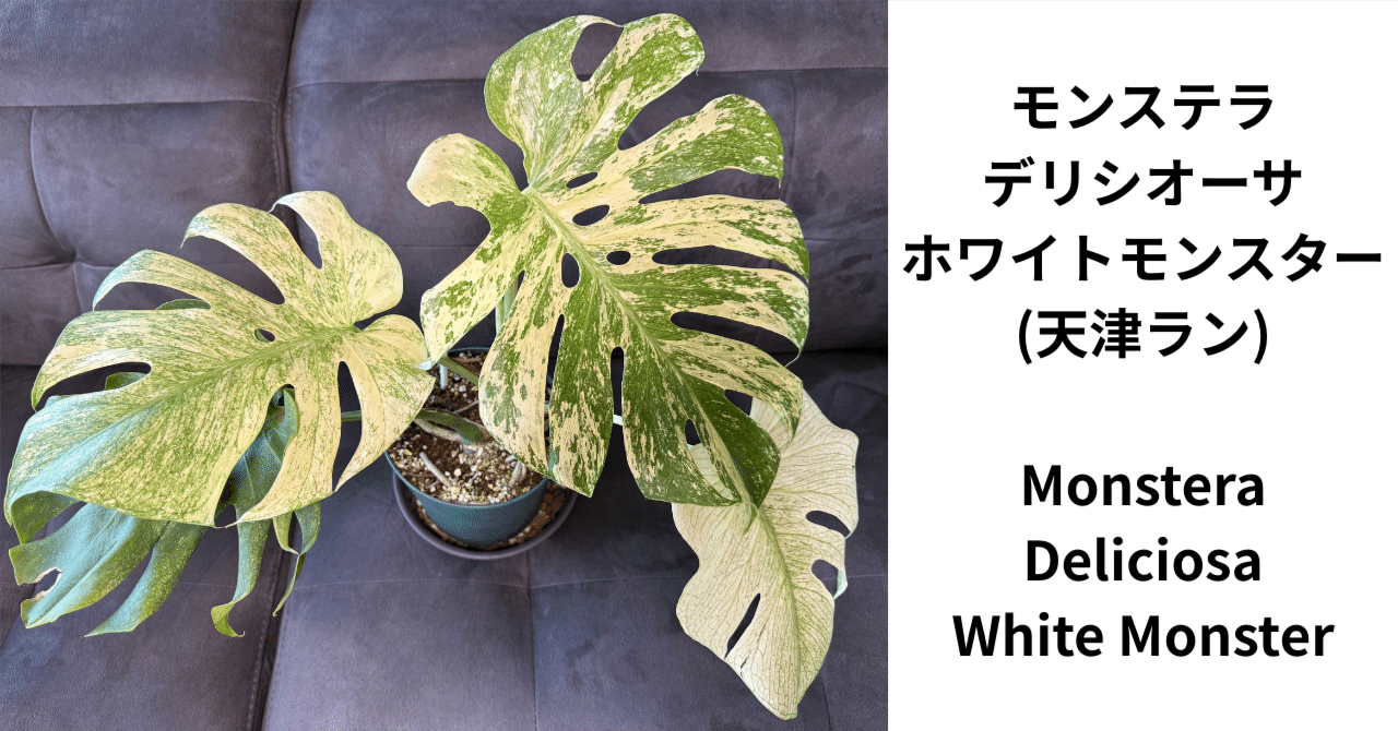 徹底リサーチ】モンステラ・デリシオーサ・ホワイトモンスター｜天津