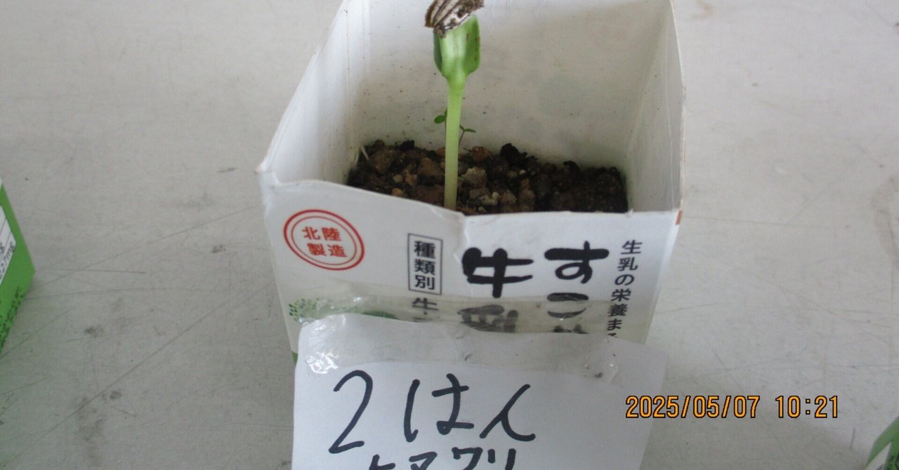 3年生理科：植物が発芽しました｜浜小学校