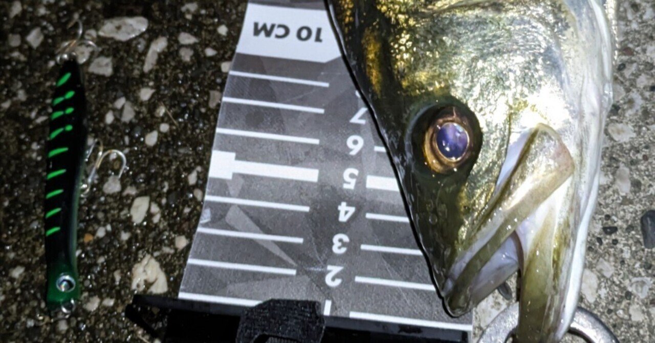 2025年港湾バチ抜けシーバスの話｜とかい