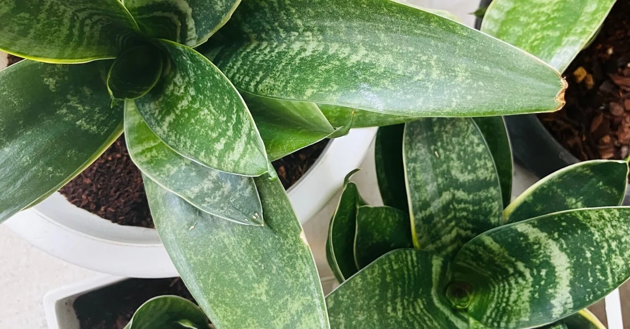 4-5月の植物日記｜くさかべ