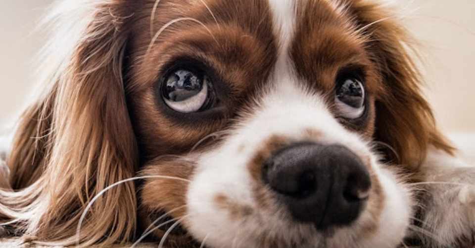犬を不幸にする飼い主の行動 シスト 犬の心理学研究員 Note