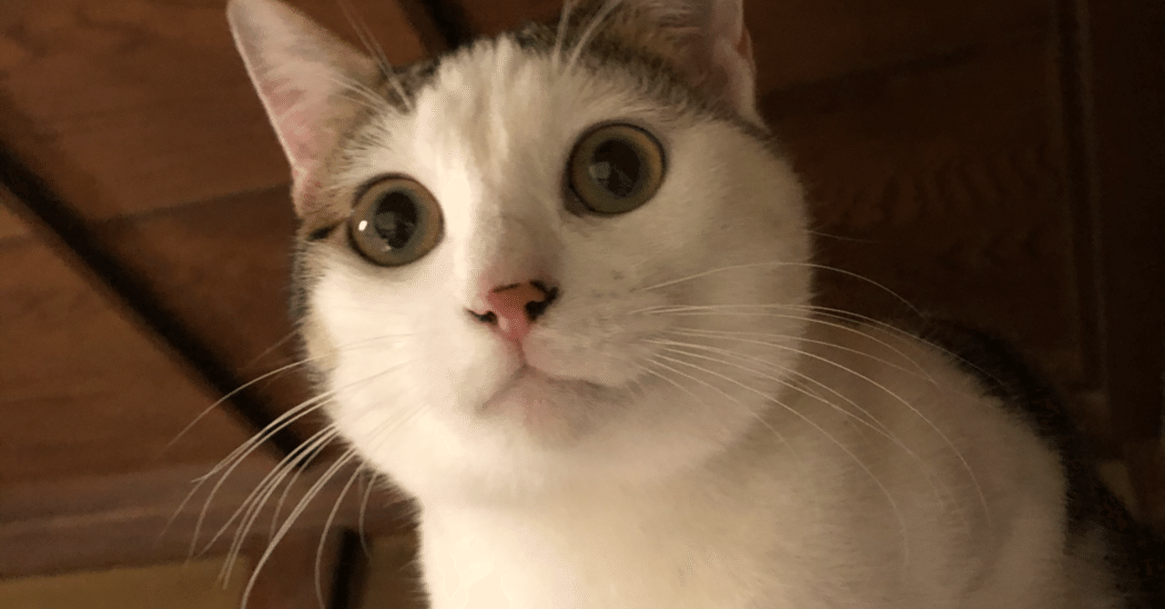 ジェリクルキャッツになるのだ Me Note