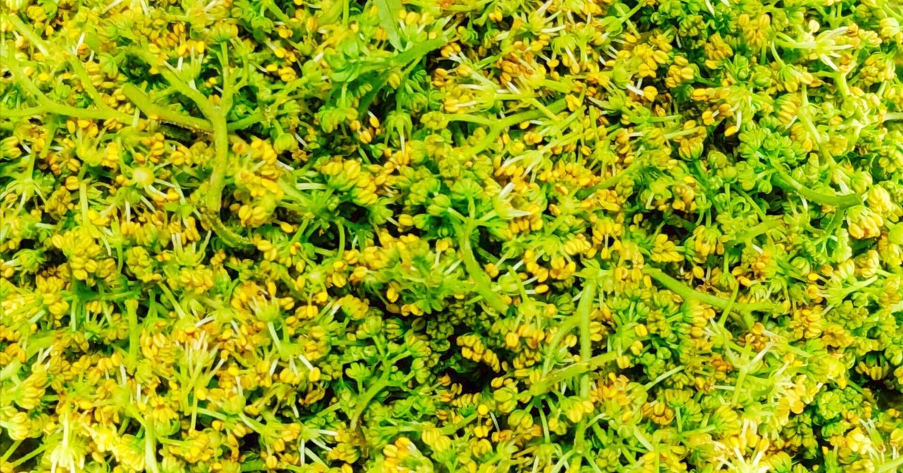 花山椒 花椒（ホワジャオ）ではない】たまたま花山椒（はなさんしょう