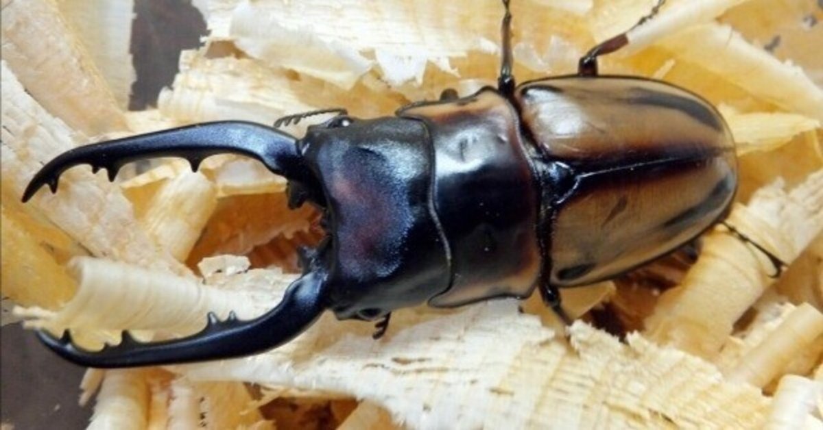 ファブリースノコギリクワガタ・タカクワイ亜種の飼育記録【2011