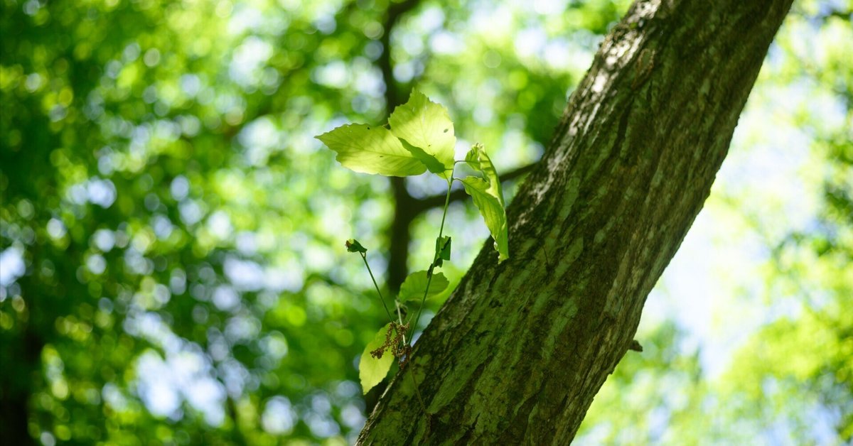 新緑の公園散歩撮影：Nikon Z8＋AI MICRO-NIKKOR 55mm f/2.8S