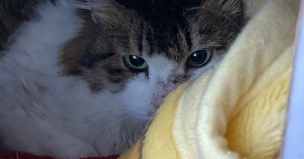生まれて初めてガチの野良猫を保護した話 あさのますみ Note 生まれて初めてガチの野良猫を保護した話 あさのますみ Note
