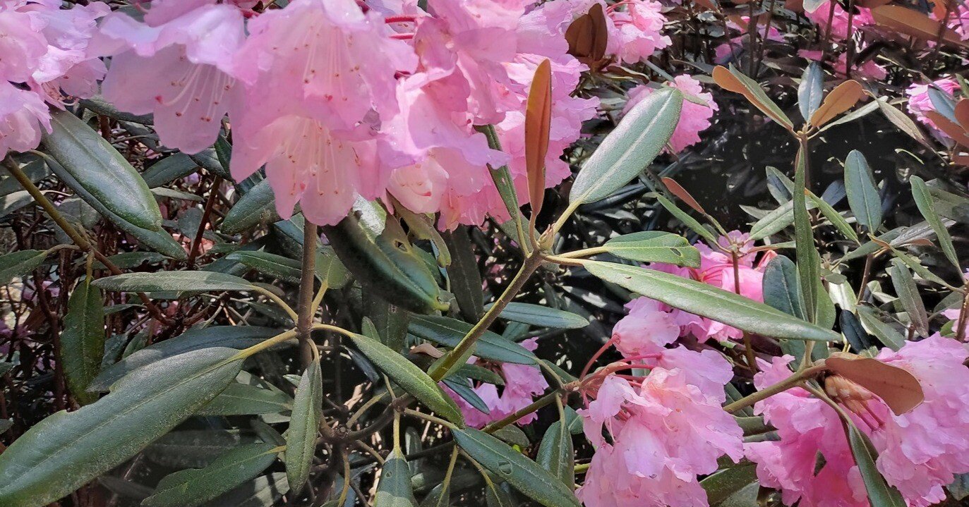 6人の町の素晴らしい石楠花の世界～宇陀市弁財天石楠花の丘｜Asahi