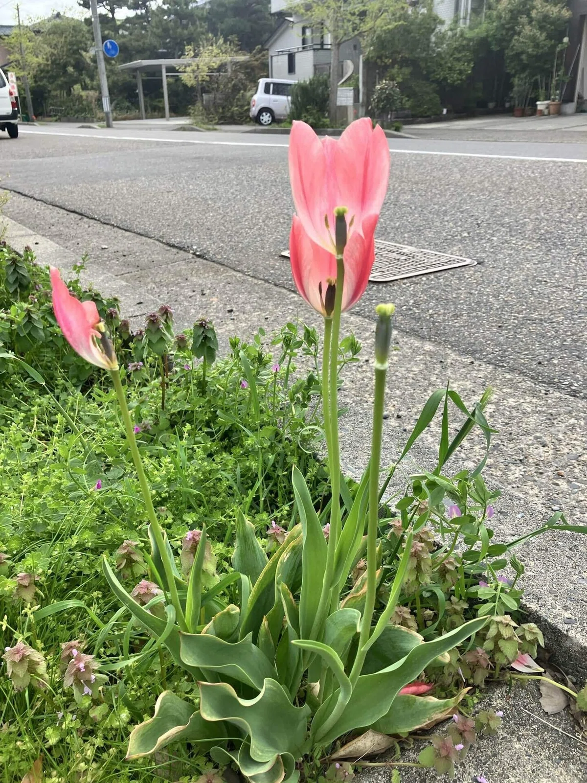 みんなのどうよう|横断歩道