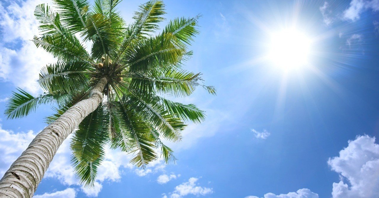 ココナッツは恐ろしい ハワイのそうたろうさん Note ココナッツは恐ろしい ハワイのそうたろうさん Note