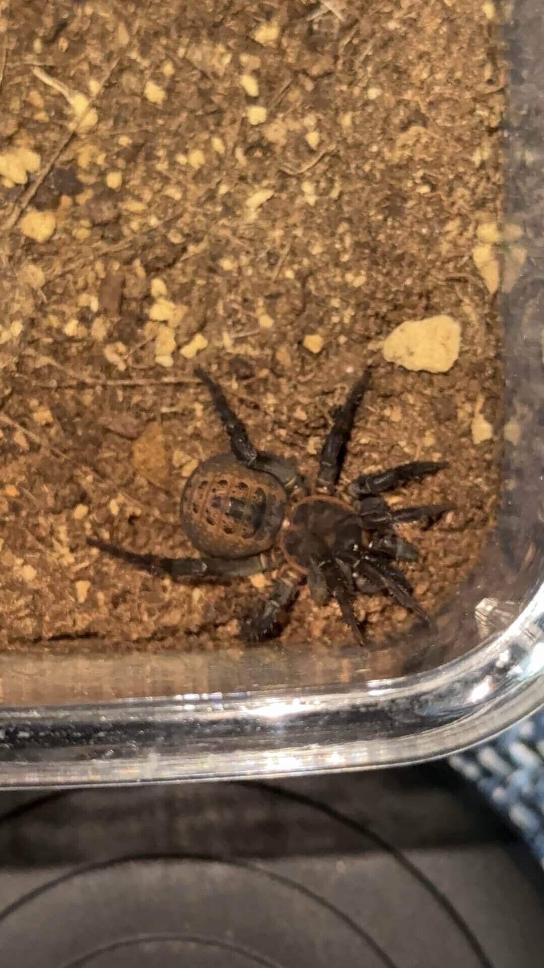 トラップドアスパイダー】ハラフシグモ｜魁‼︎奇蟲天国❤️