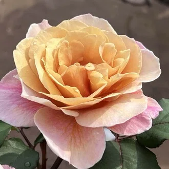 Chloris（クロリス）