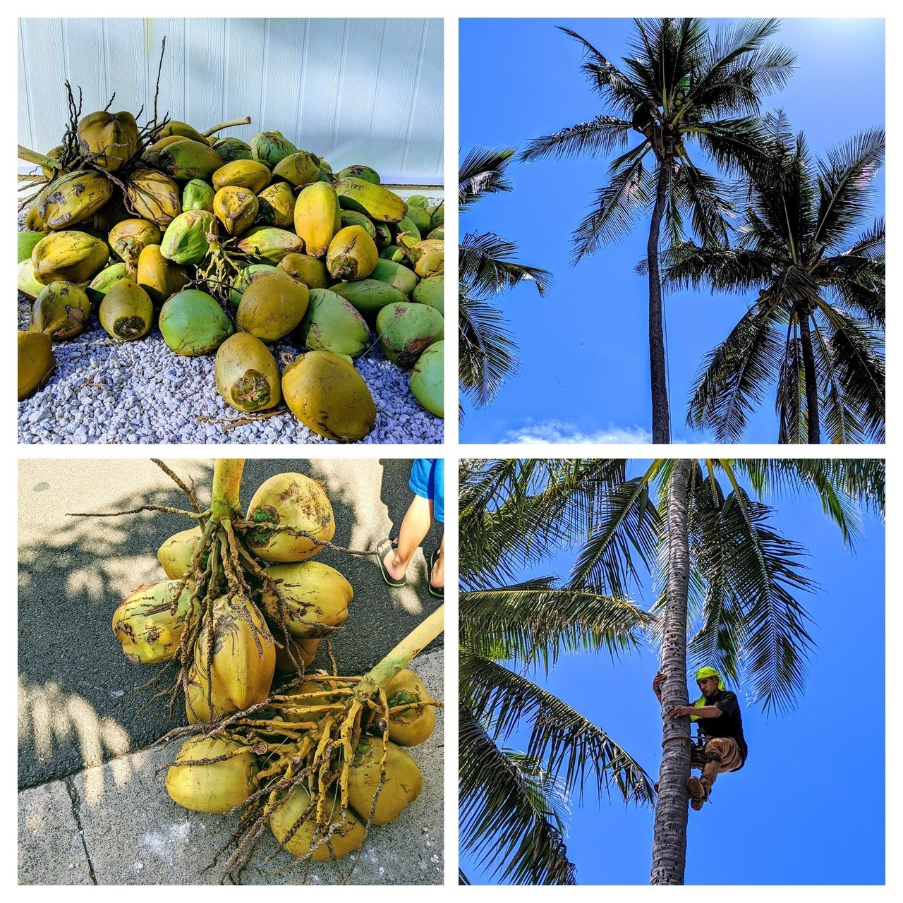 ココナッツは恐ろしい ハワイのそうたろうさん Note ココナッツは恐ろしい ハワイのそうたろうさん Note