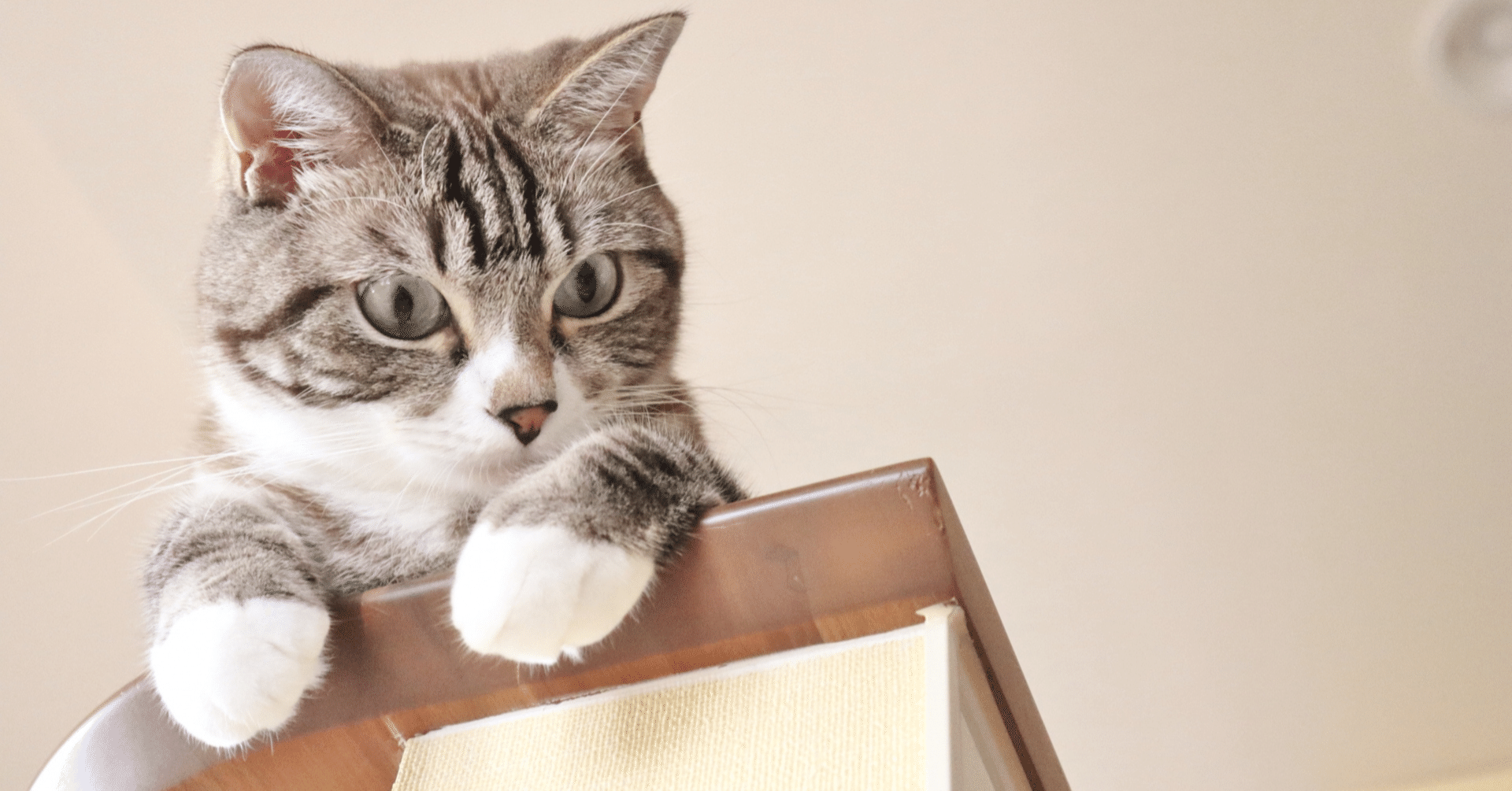 猫 トイレ 自動猫トイレ お留守番 スマホ管理 開放式広々設計 密封消臭 猫 トイレ 自動猫トイレ お留守番 スマホ管理 開放式広々設計 密封消臭