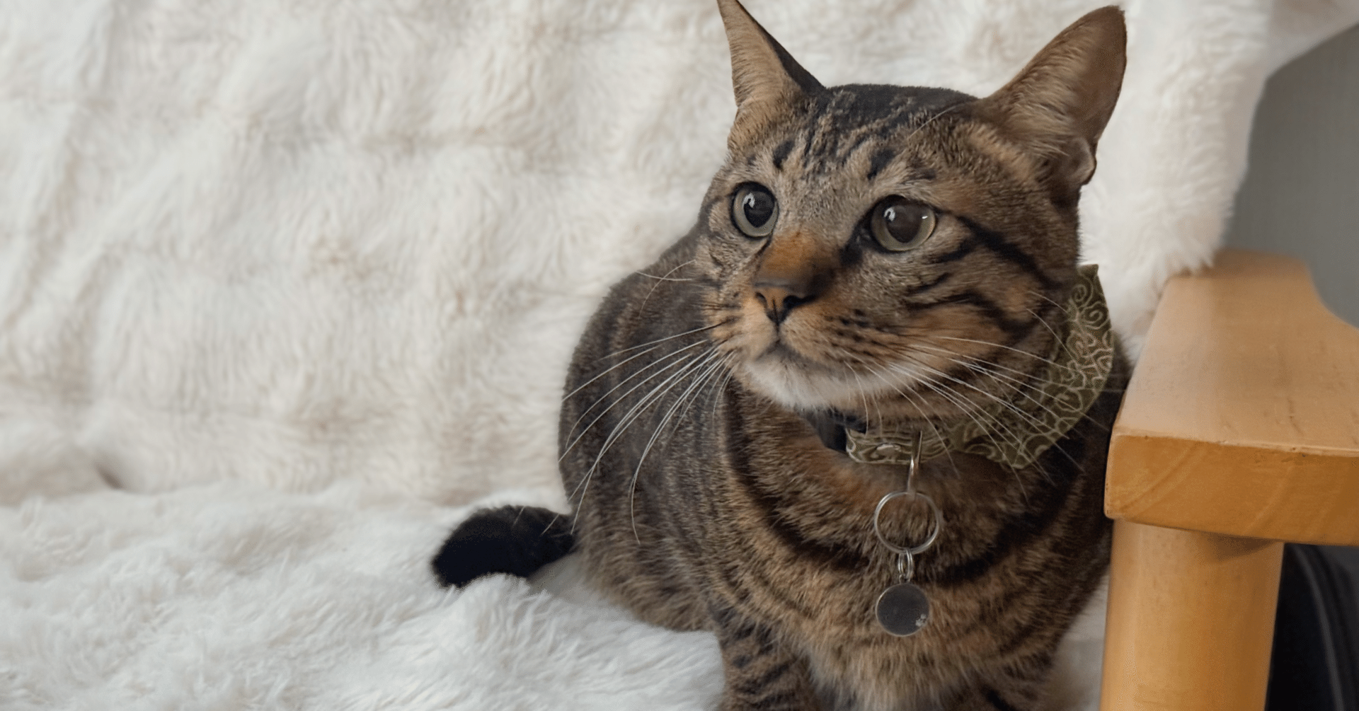 CATCOOLはどこの国のブランド？猫自動トイレ・10のセンサー搭載・猫用