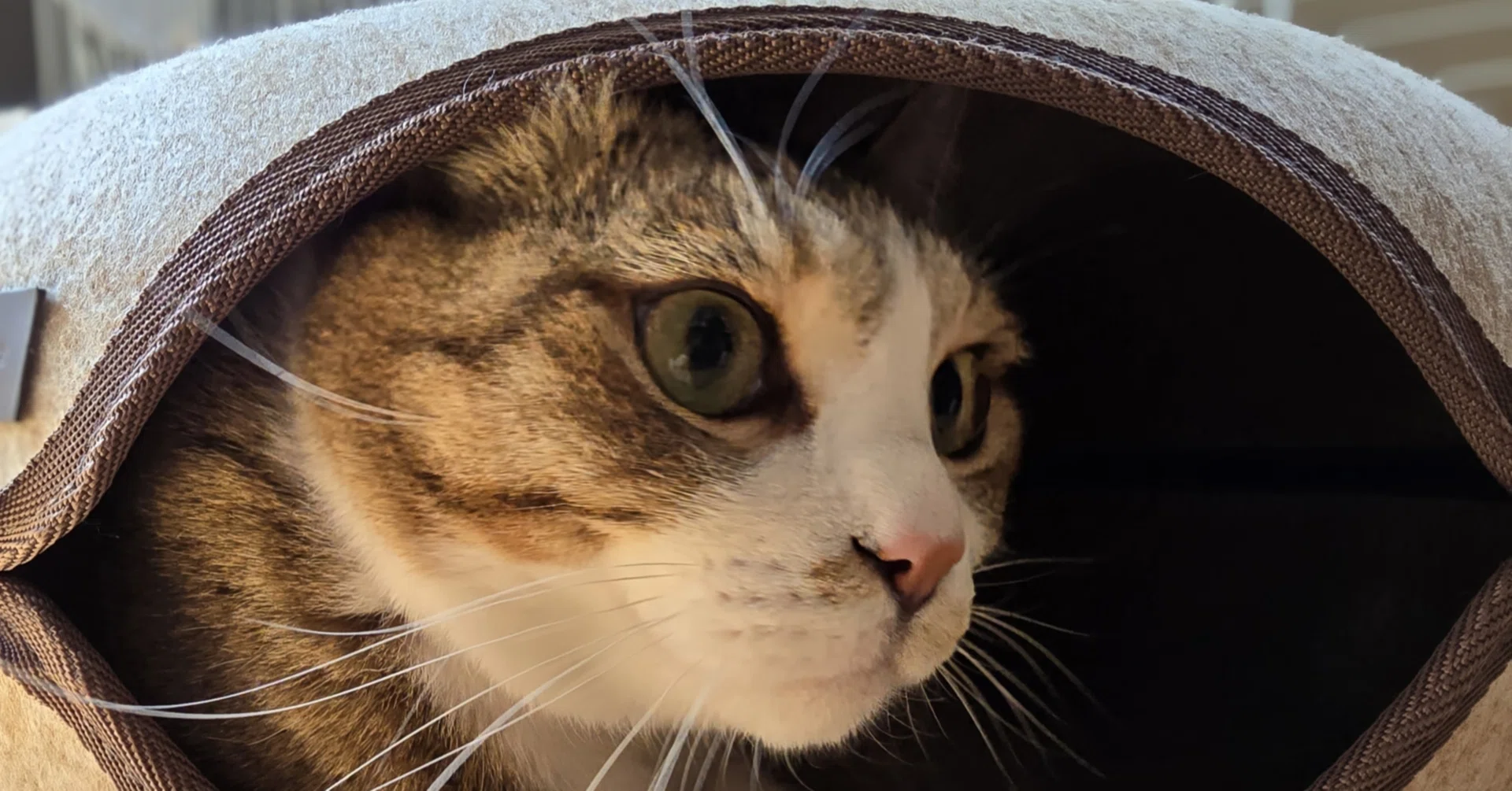 彡新品彡Gulcircle 猫 自動トイレ 多頭 超大型 内蔵バッテリ ホワイト