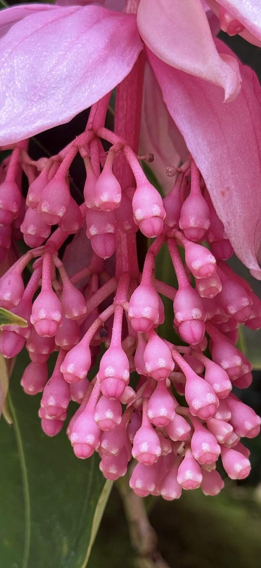 メディニラ マグニフィカ 熱帯雨林に吊り下がる桃色のシャンデリア