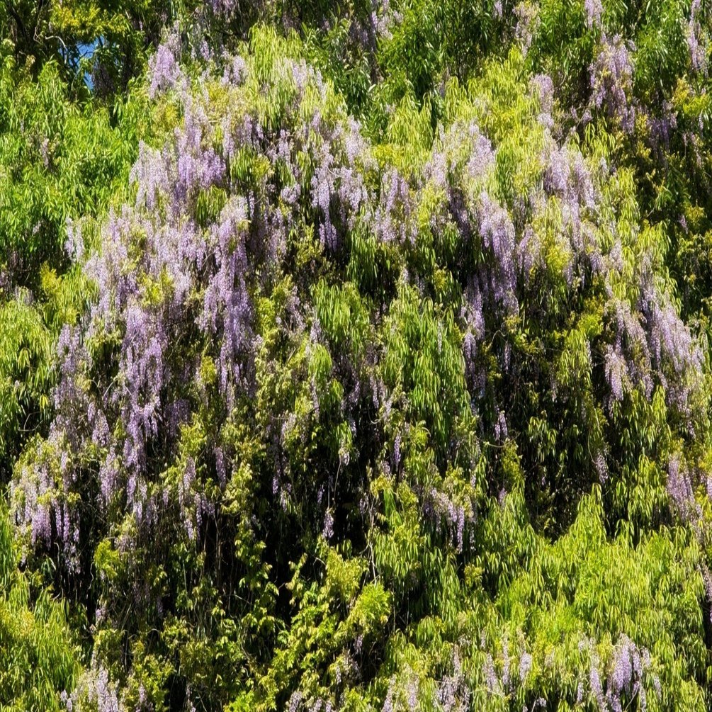 山に咲く藤は藤じゃないかもしれないという話｜annon