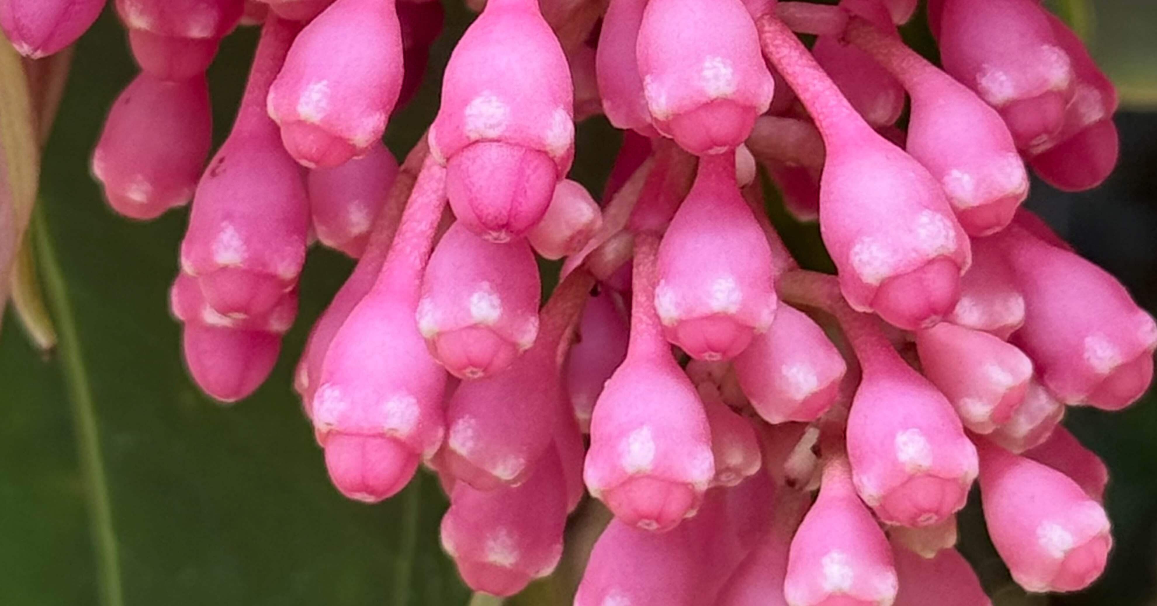 メディニラ マグニフィカ 熱帯雨林に吊り下がる桃色のシャンデリア