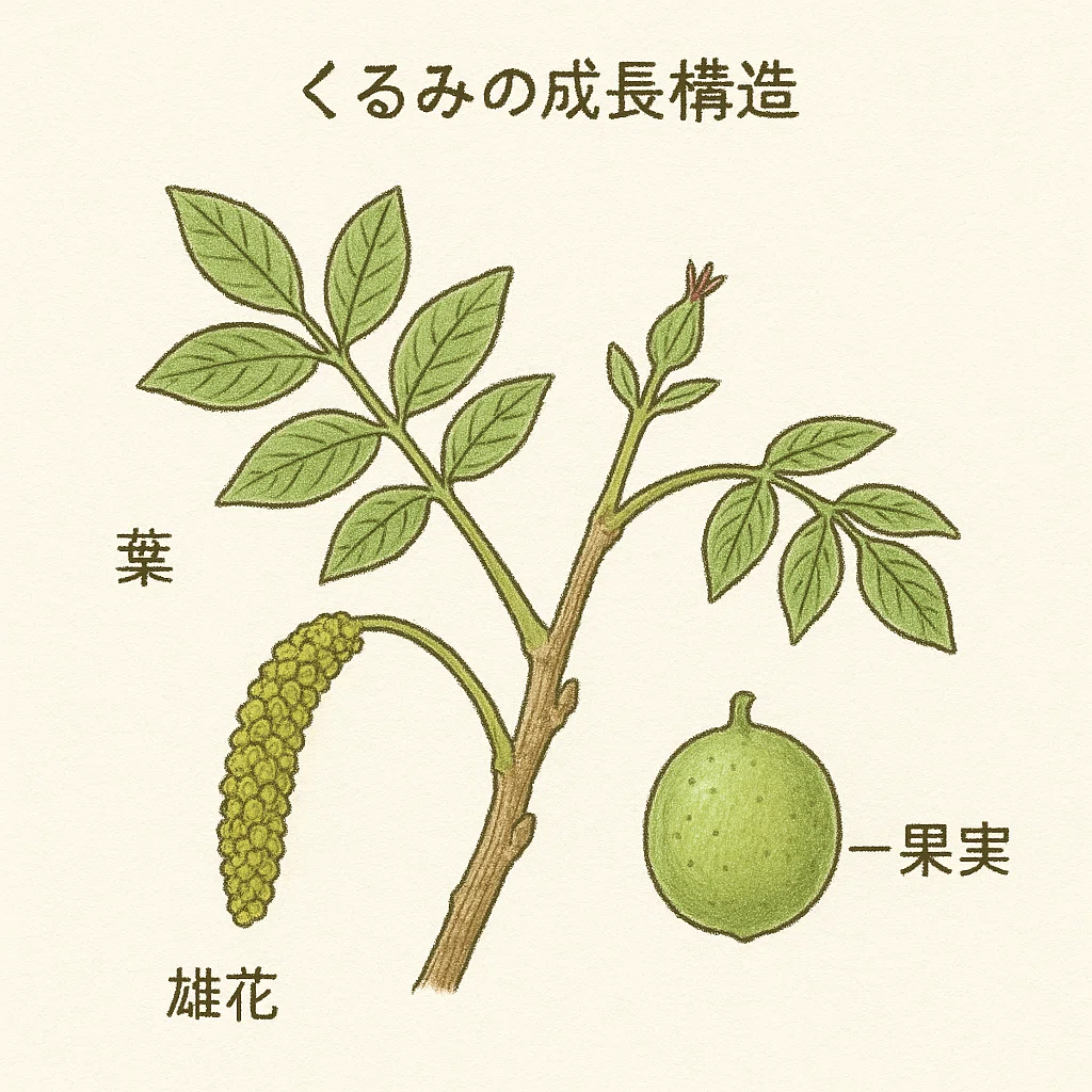 ChatGPTでくるみの木の学習｜F.Kawabata