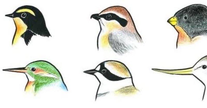 第809回 鳥のクチバシ 翆野 大地 Note