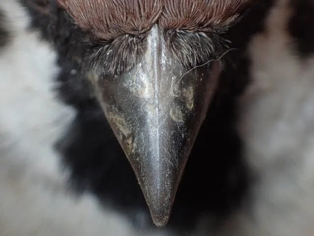 第809回 鳥のクチバシ｜翆野 大地