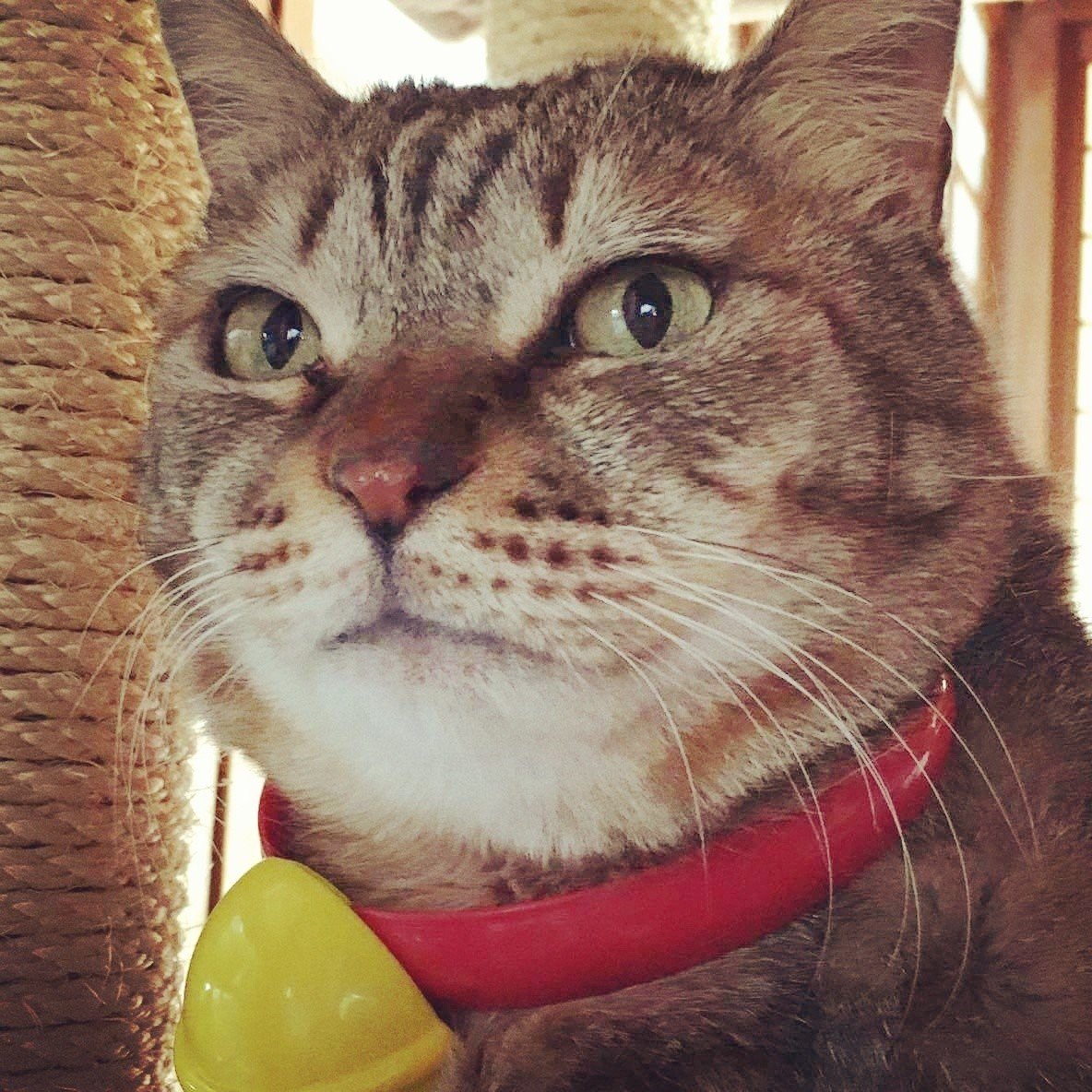 我が家の猫紹介 親方 セピアさん Marrypossa Note